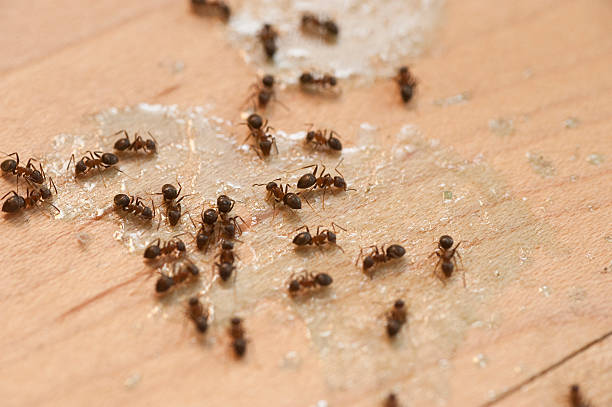 Pest Control for Restaurants in Doral, FL