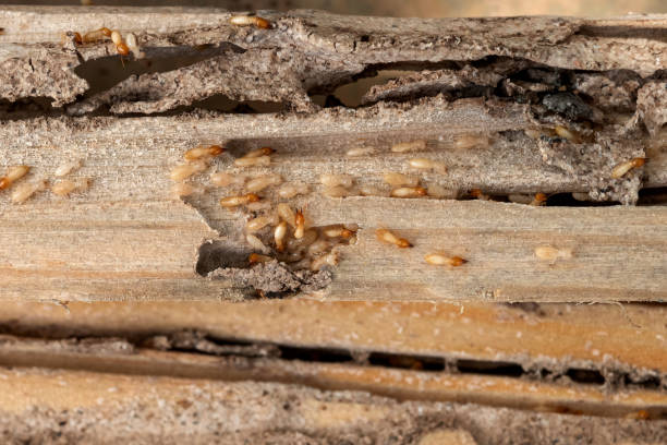 Best Cockroach Control Services  in Doral, FL