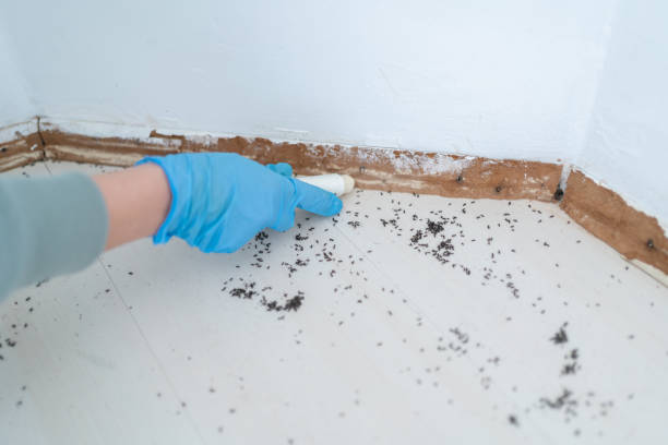 Best Flea Control Services  in Doral, FL